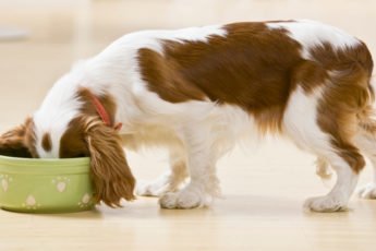 Pet Meds Without Vet Prescription | HealthInfi