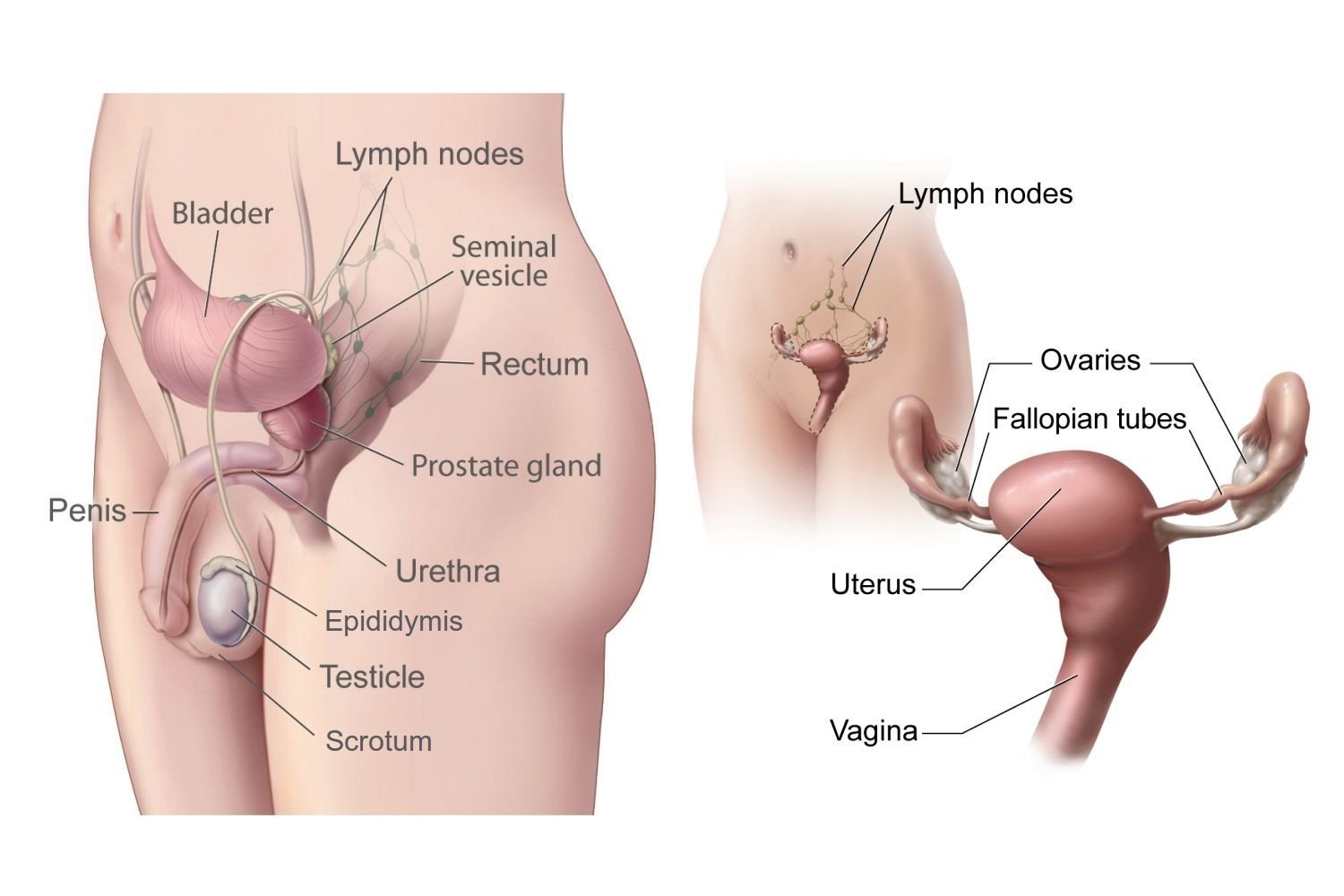 腎臓の問題は消化器系の問題を引き起こす可能性があります