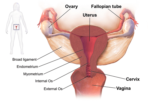 What Is Bacterial vaginosis? Causes, symptoms, and treatments