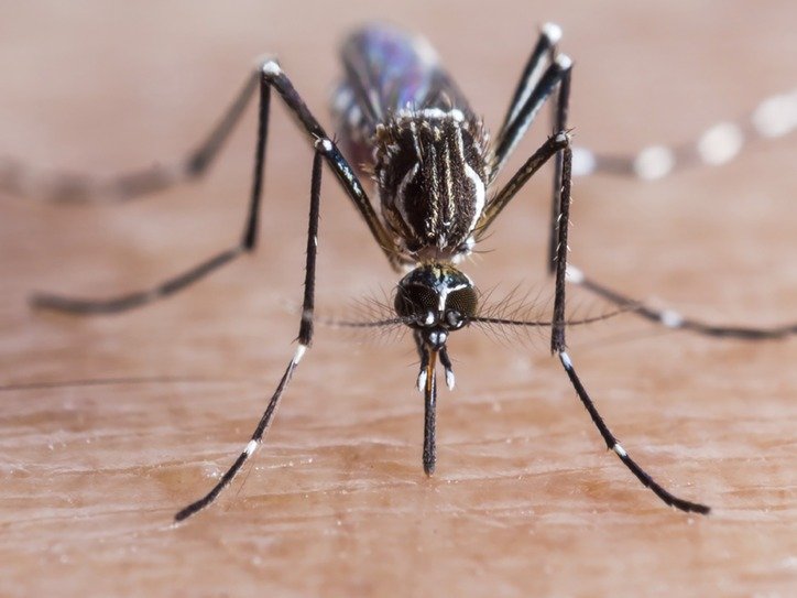 What Is Yellow Fever? What Is Yellow Fever?