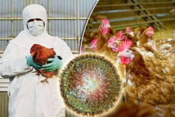 Bird Flu (Avian Influenza)