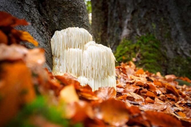 Lion's Mane: What It Is and Where To Find It In Australia?