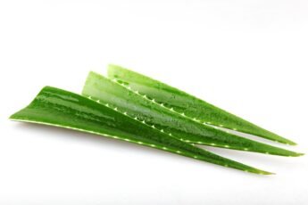 Aloevera for acne
