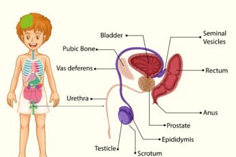 Male Reproductive System
