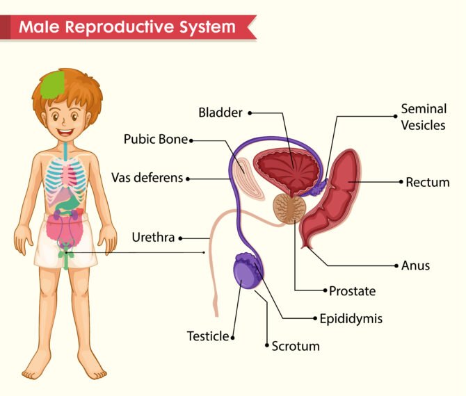 Male Reproductive System