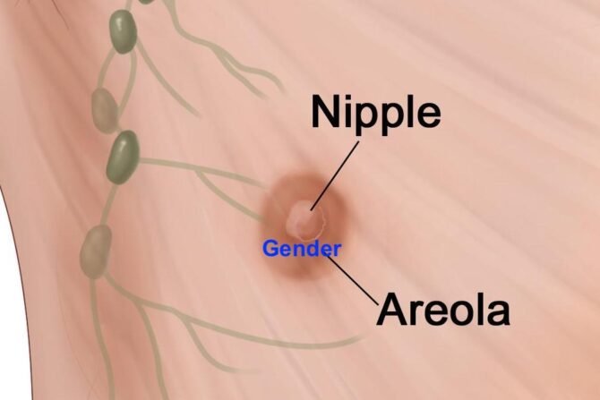 areola meaning