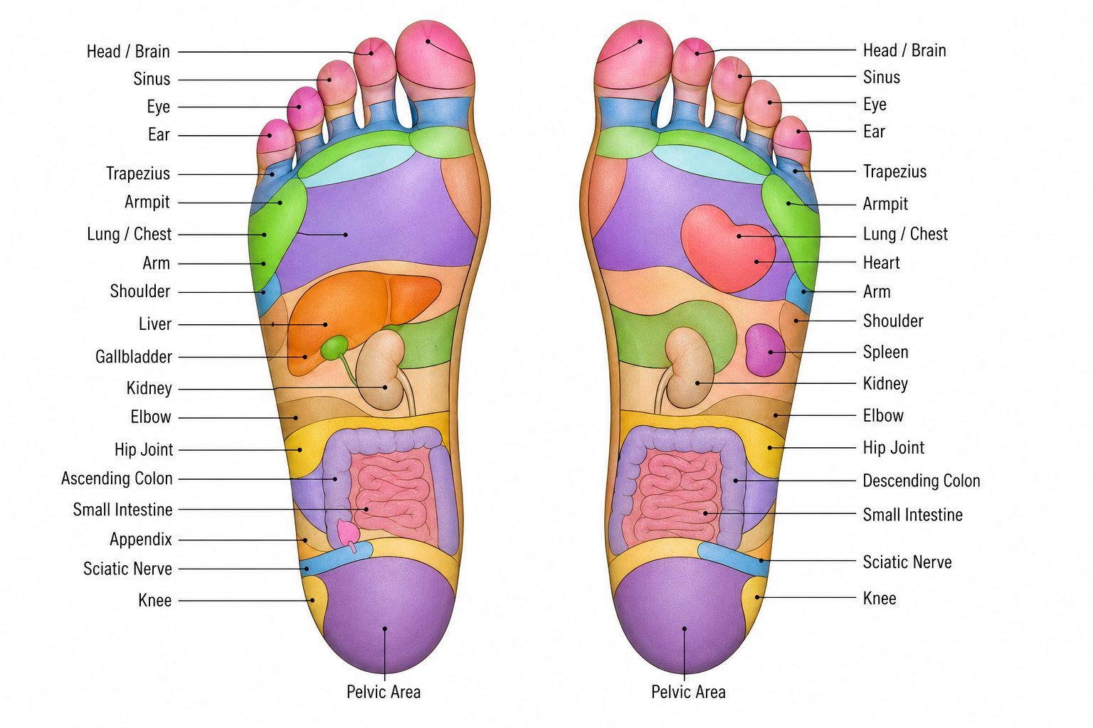 foot reflexology chart