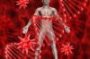 maximum blood in human body